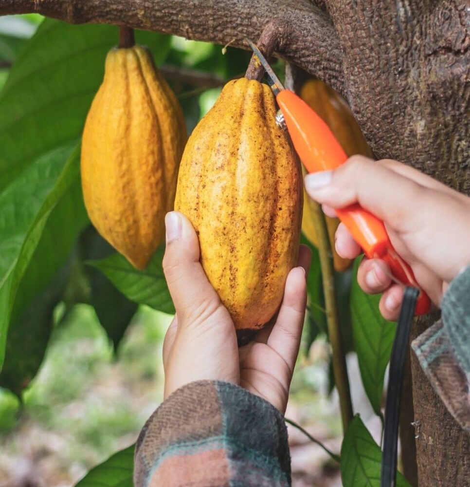 Insetting in supply chain emissions